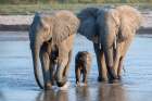 Zambia, South Luangwa. Elephants with baby crossing river. Art Print